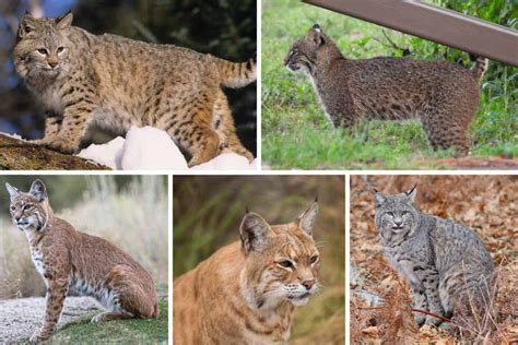 what color are bobcats